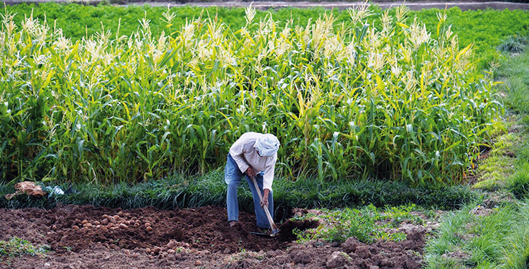 Comment le Plan Maroc vert a dopé  la petite agriculture familiale
