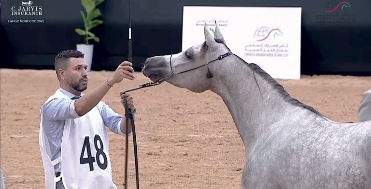 Sports équestres: Le Pur-sang arabe à l’honneur  lors de l’EAHGC Morocco 2025