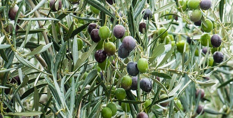 Changement climatique : Interprolive mobilise la filière oléicole face aux défis d’adaptation