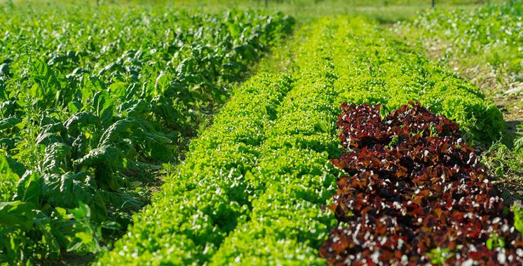 Dans la région du Souss Massa – Agriculture biologique : Un projet de reconversion ambitieux dans le pipe
