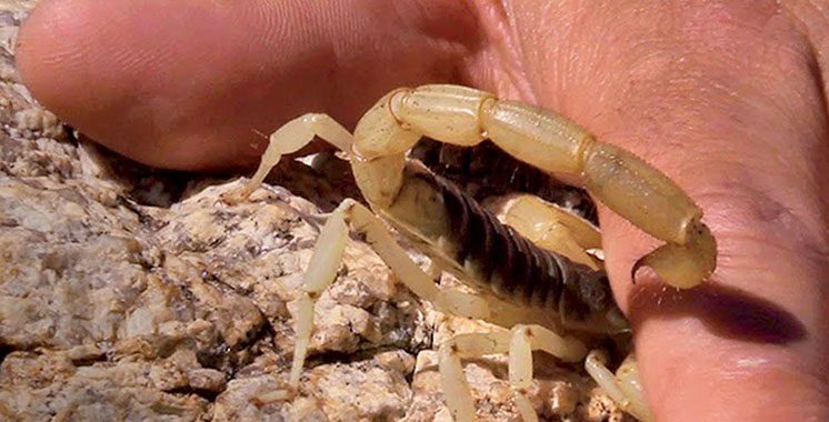 89 cas de piqûres de scorpion et 3 cas de morsures de serpent dans la province d’Azilal