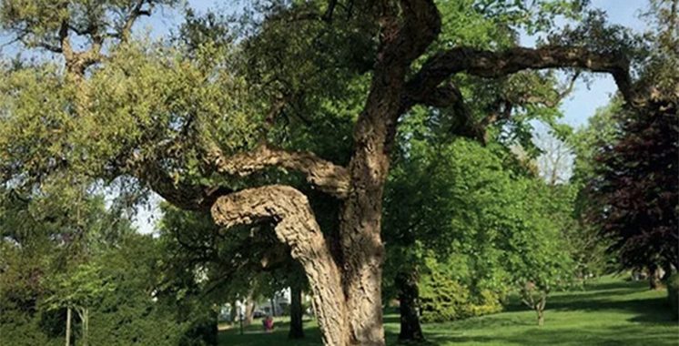 Protection de l’environnement : L’ANEF et le CESE planchent  sur une vision intégrée