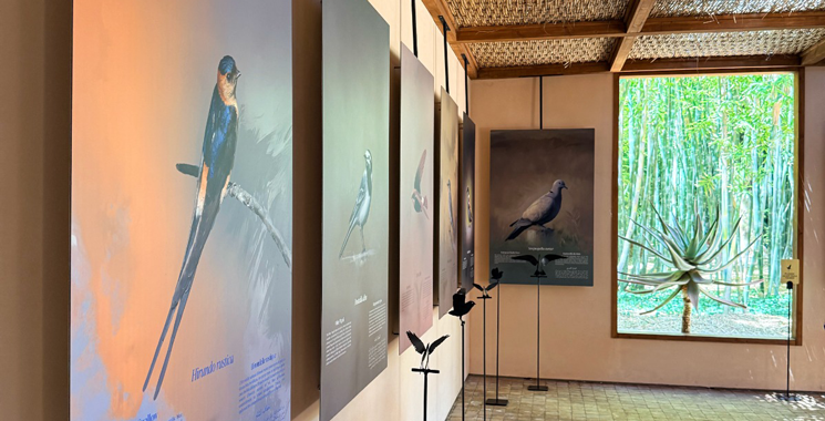 «Les oiseaux du Jardin Majorelle» Une ode à la biodiversité au cœur  du Jardin Majorelle à Marrakech