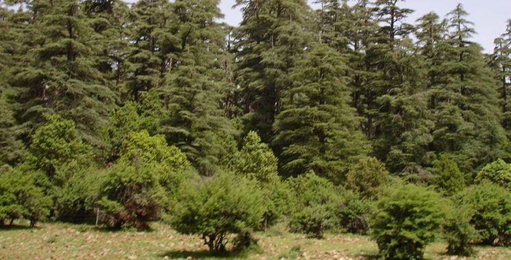 Forêts de cèdres de Bouiblane et de Bounaceur : L’ANEF dément tout abattage systématique