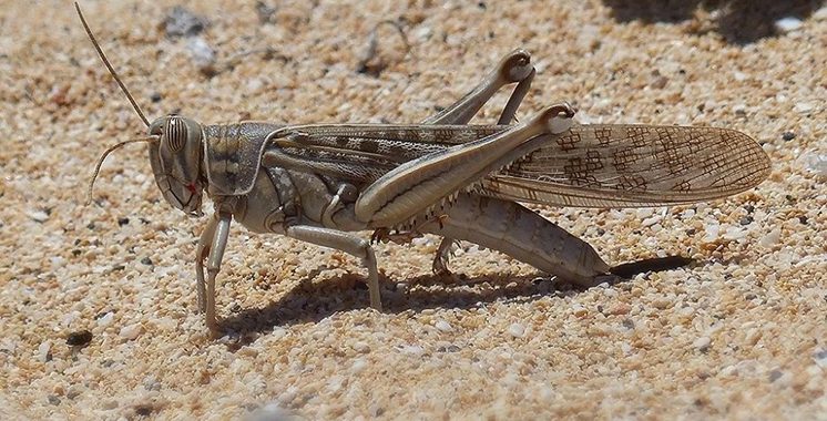 FAO : La lutte contre le criquet pèlerin  au centre d’une formation régionale