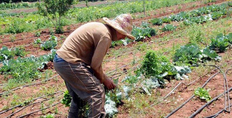 Marrakech-Safi : un nouveau plan pour soutenir les petits agriculteurs
