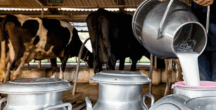 Settat mise sur la génétique pour relancer sa production laitière